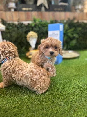 Maltipoo fetita in varsta de 9 saptamani - imagine 2