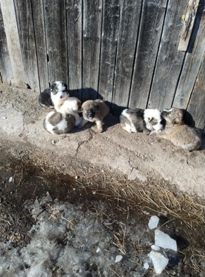 Vind căței ciobănești mioriticii  - imagine 3