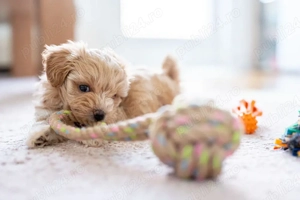 Maltipoo fetita in varsta de 9 saptamani - imagine 3