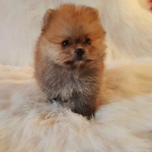Pomeranian 