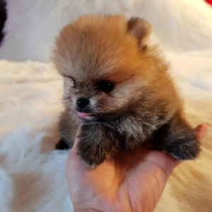 Pomeranian  - imagine 2