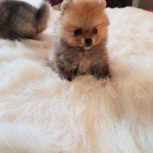 Pomeranian  - imagine 3