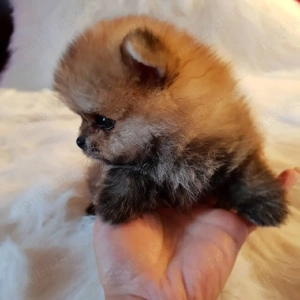 Pomeranian  - imagine 4