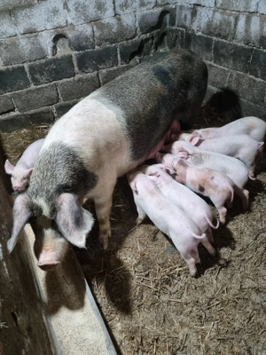 porci de vânzare  - imagine 3