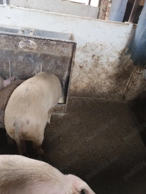 Vand scrofita  si un grăsun. - imagine 2