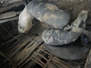 Porci crescuți la țară 