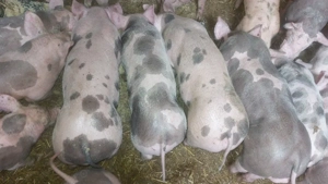 purcei de carne - imagine 2