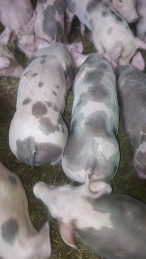 purcei de carne - imagine 3