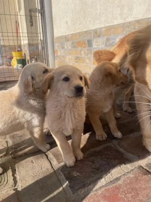 Vând căței Golden Retriever