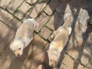 Vând căței Golden Retriever - imagine 5