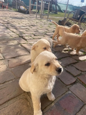 Vând căței Golden Retriever - imagine 2