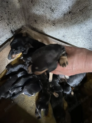 CATEi Teckel  Super  - imagine 2