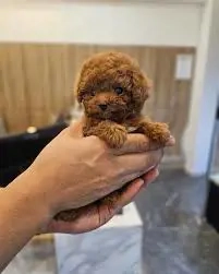 Caniche pitic cu Transport Gratuit la Cluj Napoca, cu Factura,Garantie,Microcip,Inregistrare - imagine 2