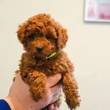 Caniche pitic cu Transport Gratuit la Cluj Napoca, cu Factura,Garantie,Microcip,Inregistrare - imagine 3