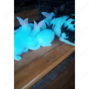 Vand iepurași fluturi germani - imagine 4