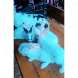 Vand iepurași fluturi germani - imagine 2