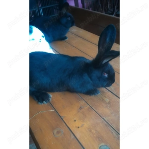 Vand iepurași fluturi germani - imagine 5