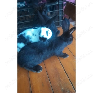 Vand iepurași fluturi germani - imagine 3