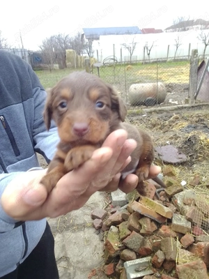 Cățel teckel  - imagine 2