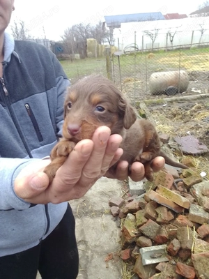 Cățel teckel  - imagine 3