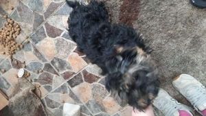 Donez pui metis bichon cu Yorkshire 