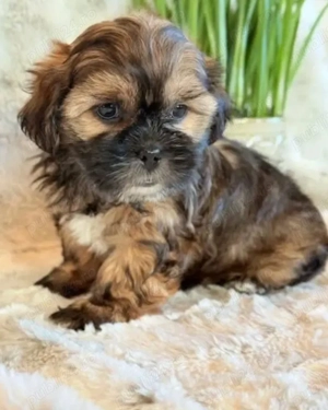 Bichon Havanez cu pedigree 