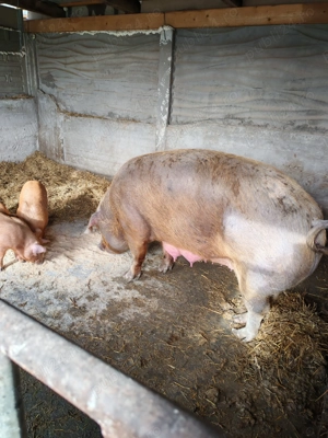 Disponibil de vânzare 