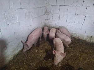 de vanzare soldani de carne 35 40kg pret pe toti 350