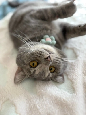 Pui British Shorthair, în vârstă de 7,5 luni - imagine 4