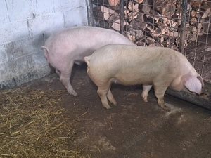 de vanzare porcei de carne 