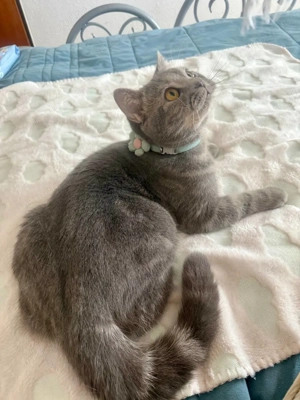 Pui British Shorthair, în vârstă de 7,5 luni - imagine 3