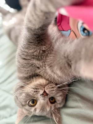 Pui British Shorthair, în vârstă de 7,5 luni - imagine 5