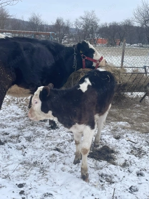 Vaca Angus  3 ani și vitea 10 săpt  - imagine 4