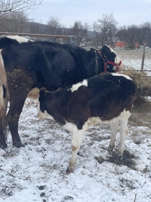 Vaca Angus  3 ani și vitea 10 săpt  - imagine 3