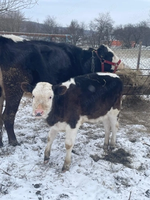 Vaca Angus  3 ani și vitea 10 săpt  - imagine 2