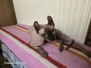 Pisicuța sphynx elf - imagine 2