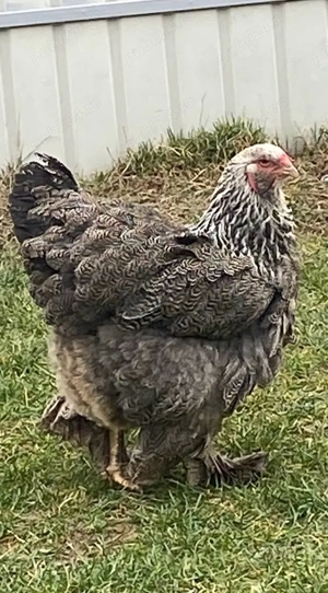 Gainusa cauta casuta noua