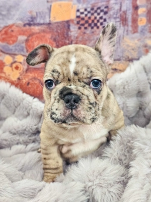 Căței Bulldog Francez   crescuți cu grijă, sănătoși și gata să devină parte din familie