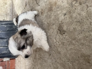 Cățeluși de Bichon 