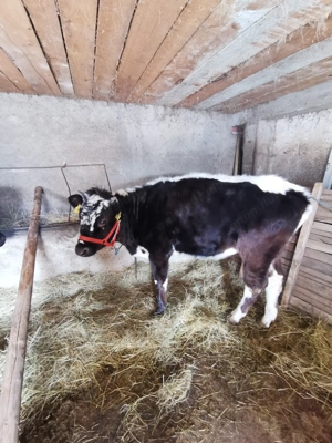 De vanzare doua junici 