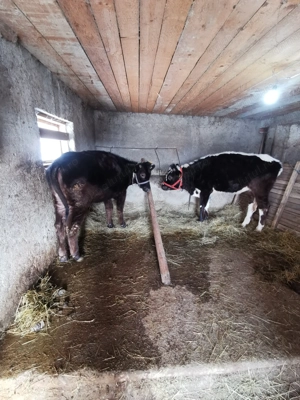 De vanzare doua junici  - imagine 3