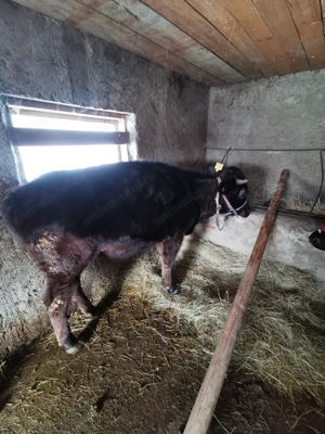 De vanzare doua junici  - imagine 2