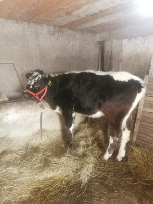 De vanzare doua junici  - imagine 5