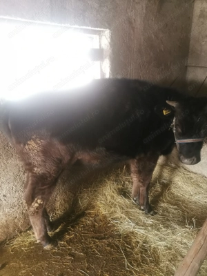 De vanzare doua junici  - imagine 4