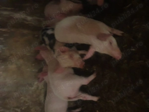 Vand purcei 2 luni  - imagine 2