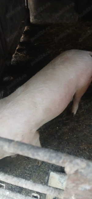 vand porci de carne - imagine 3