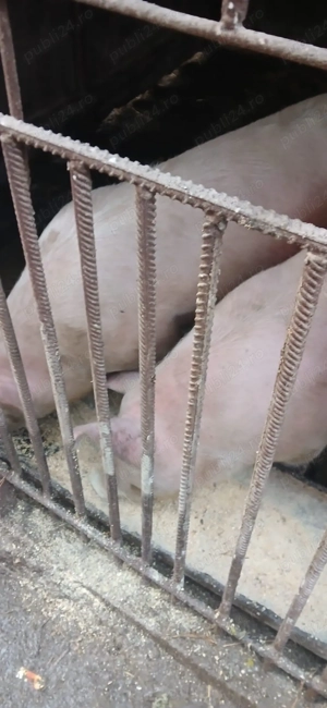 vand porci de carne - imagine 2