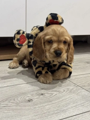 Cocker Spaniel  - imagine 3