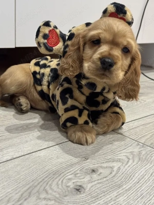 Cocker Spaniel  - imagine 4