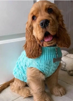 Cocker spaniel 